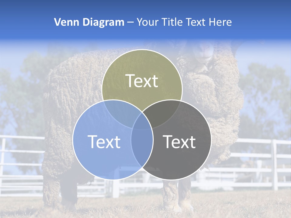 Australian Merino Sheep PowerPoint Template