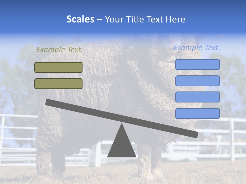 Australian Merino Sheep PowerPoint Template