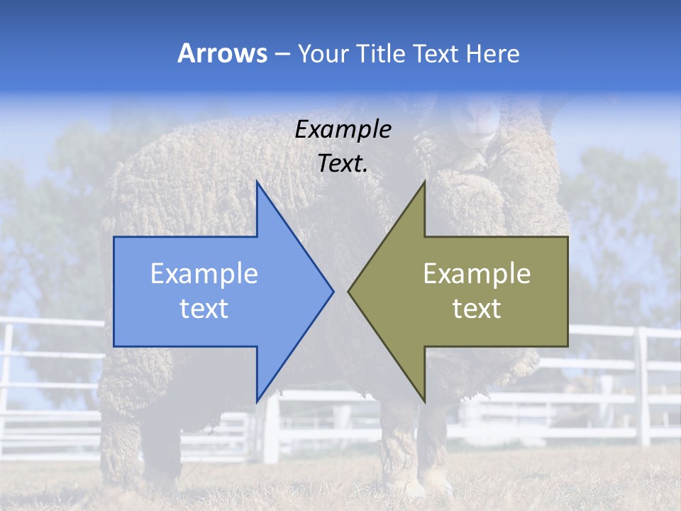 Australian Merino Sheep PowerPoint Template