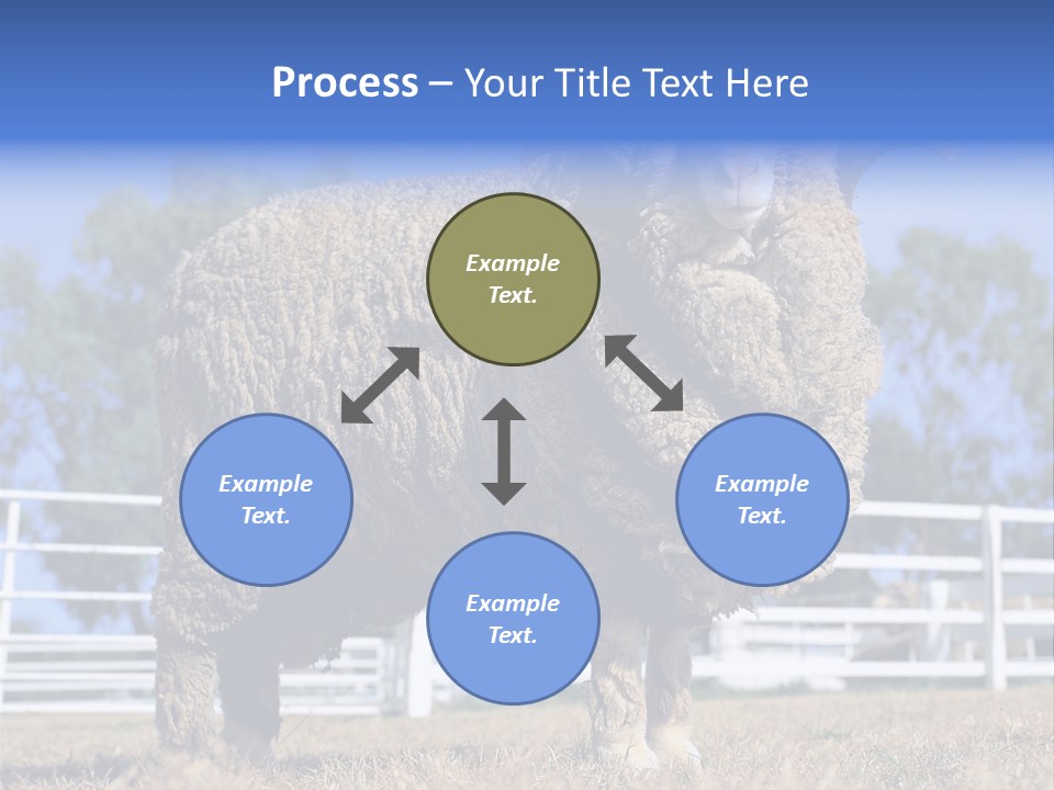 Australian Merino Sheep PowerPoint Template
