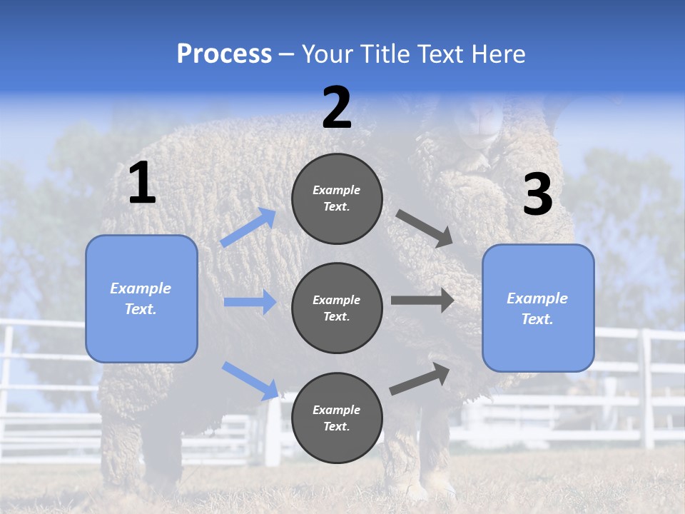 Australian Merino Sheep PowerPoint Template