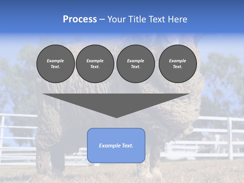 Australian Merino Sheep PowerPoint Template