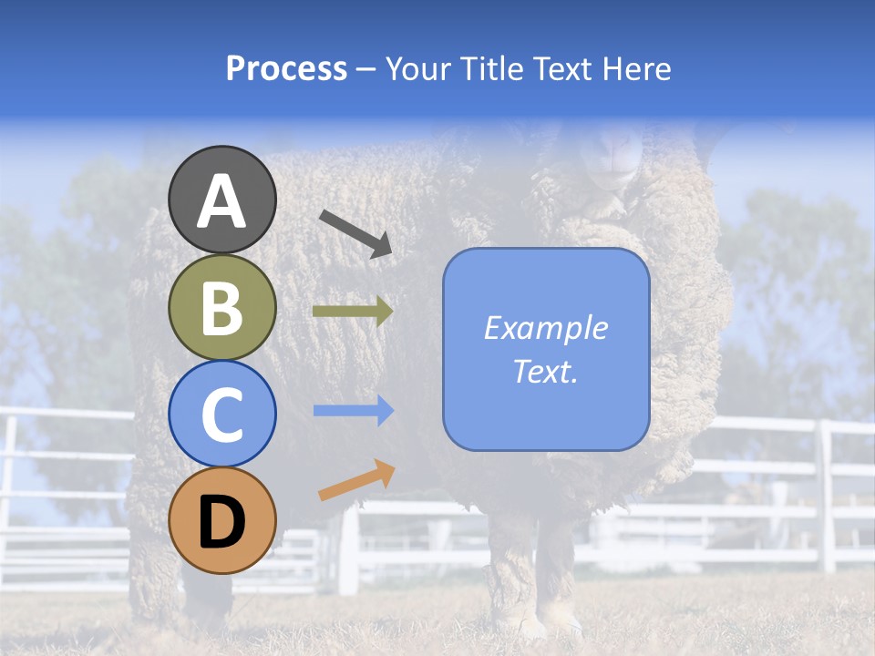 Australian Merino Sheep PowerPoint Template