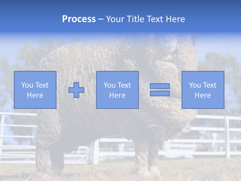 Australian Merino Sheep PowerPoint Template