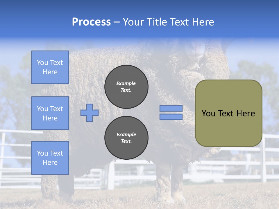 Australian Merino Sheep PowerPoint Template