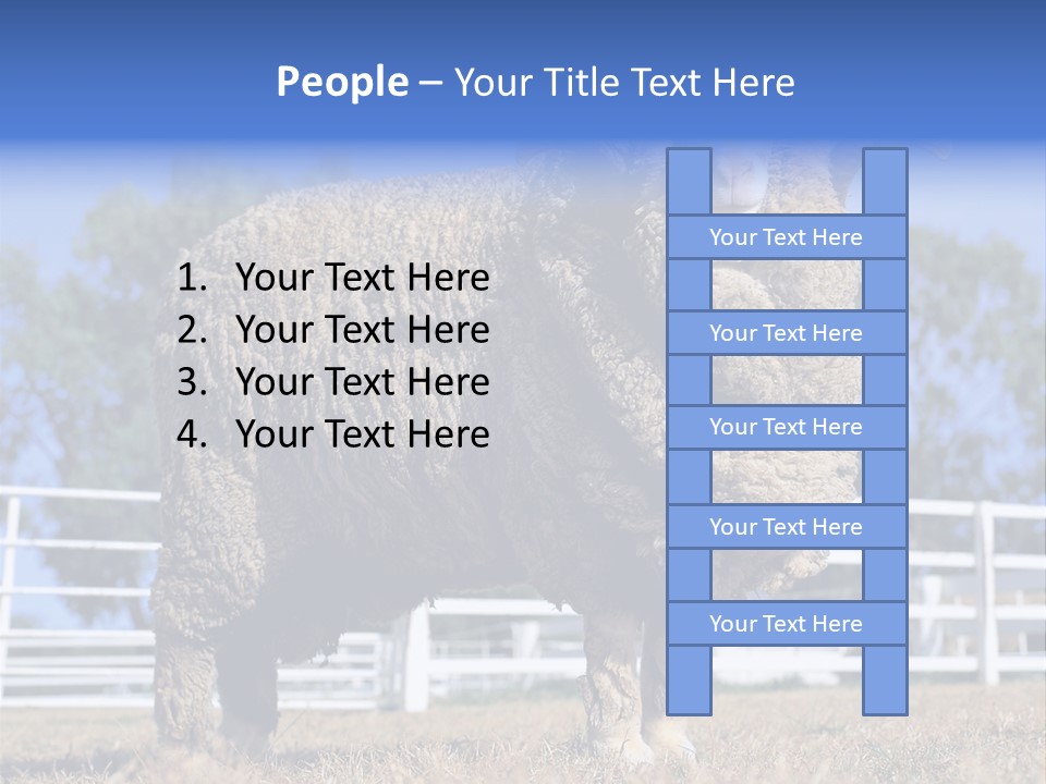 Australian Merino Sheep PowerPoint Template