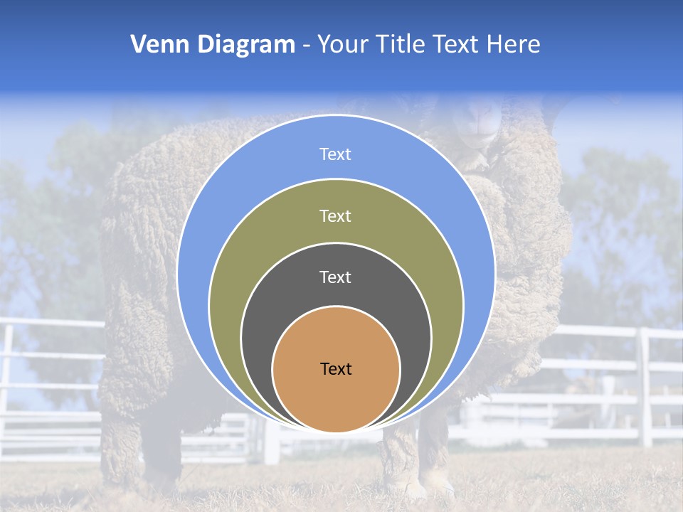 Australian Merino Sheep PowerPoint Template