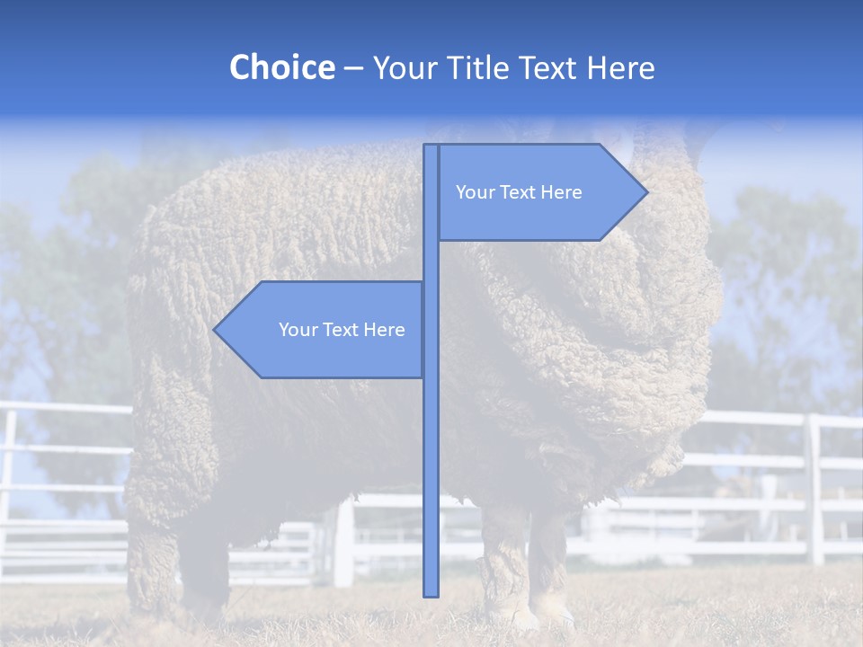 Australian Merino Sheep PowerPoint Template
