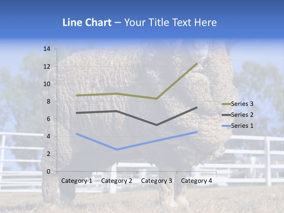 Australian Merino Sheep PowerPoint Template
