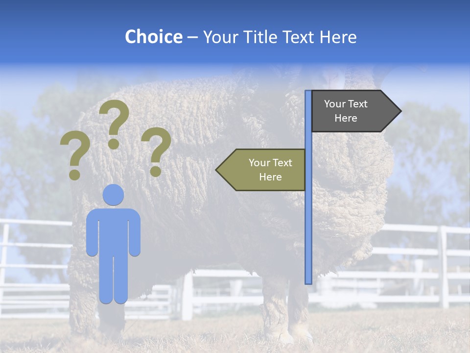 Australian Merino Sheep PowerPoint Template