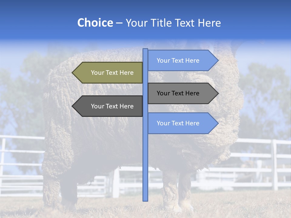 Australian Merino Sheep PowerPoint Template