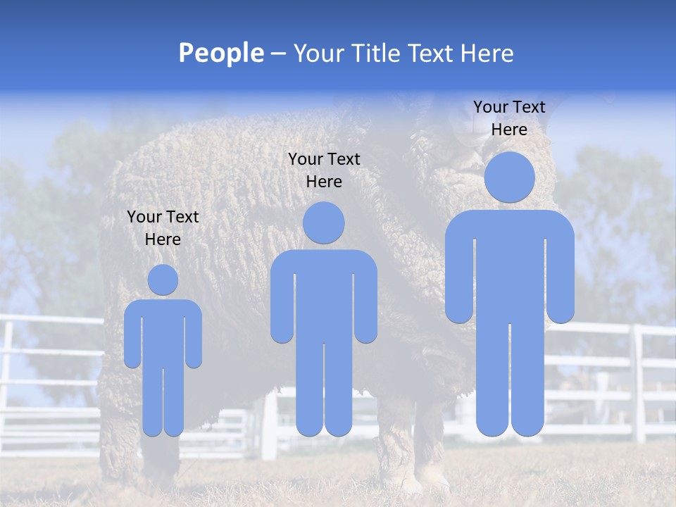 Australian Merino Sheep PowerPoint Template