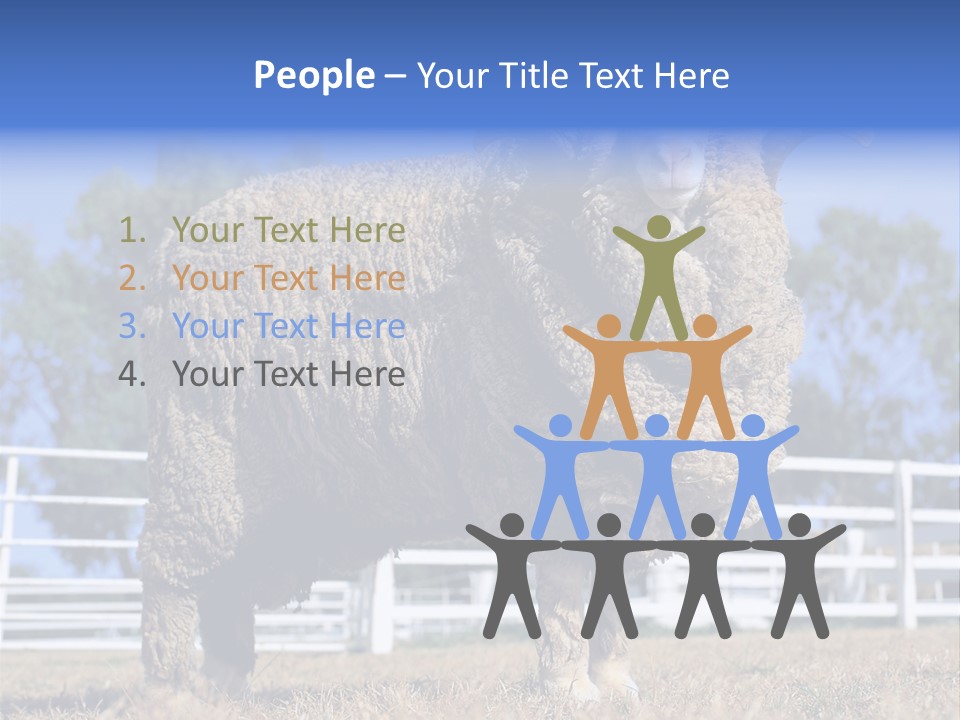 Australian Merino Sheep PowerPoint Template