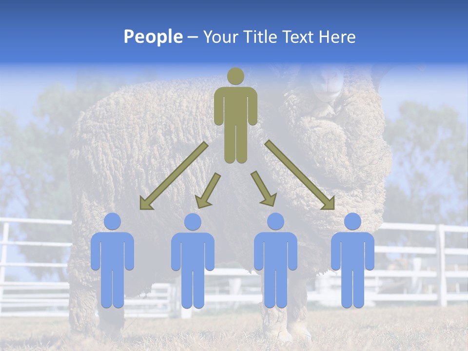 Australian Merino Sheep PowerPoint Template