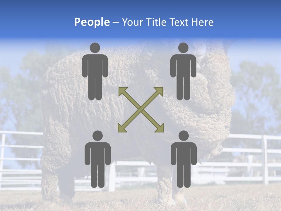 Australian Merino Sheep PowerPoint Template