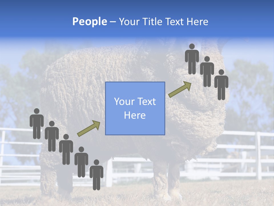 Australian Merino Sheep PowerPoint Template