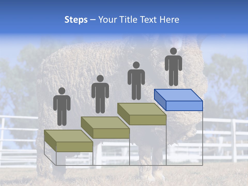 Australian Merino Sheep PowerPoint Template