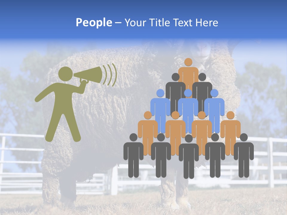 Australian Merino Sheep PowerPoint Template