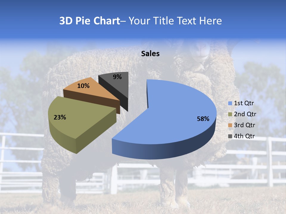 Australian Merino Sheep PowerPoint Template