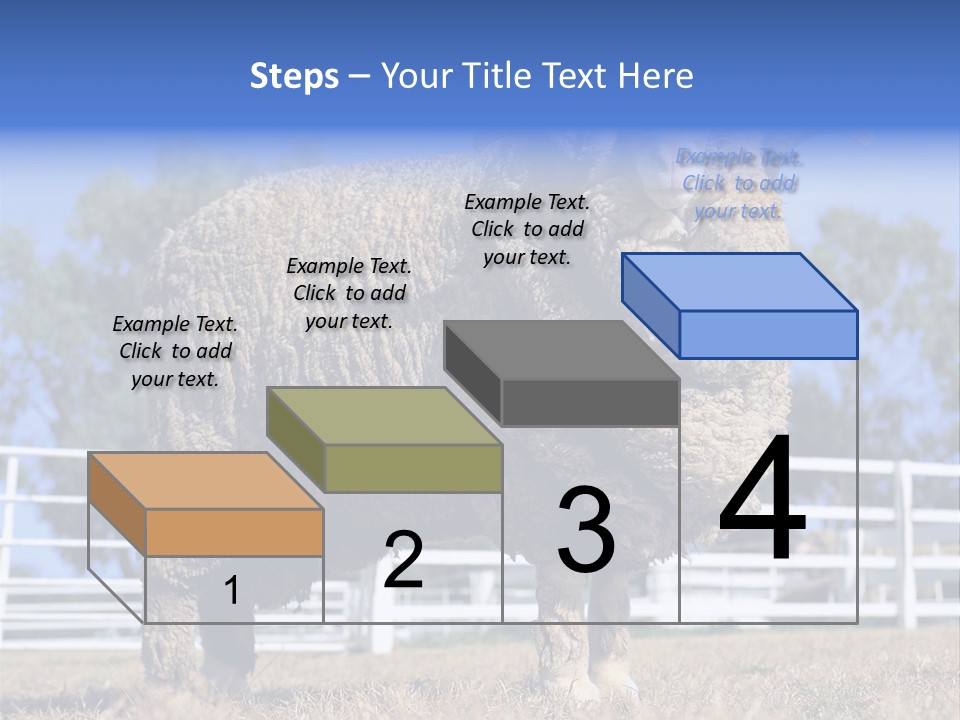 Australian Merino Sheep PowerPoint Template