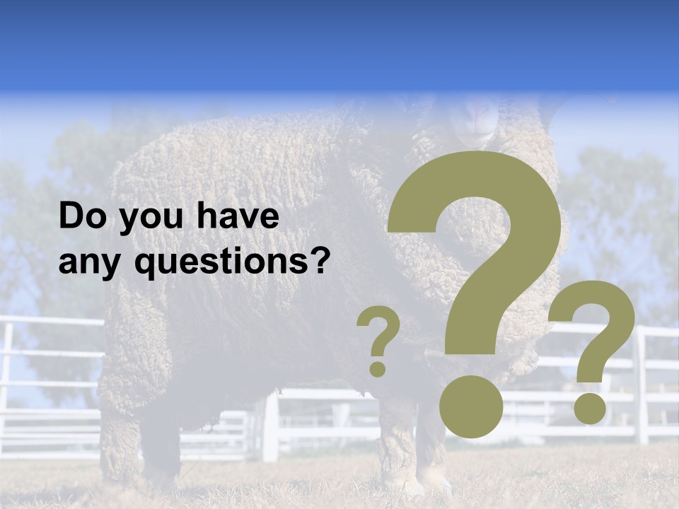 Australian Merino Sheep PowerPoint Template