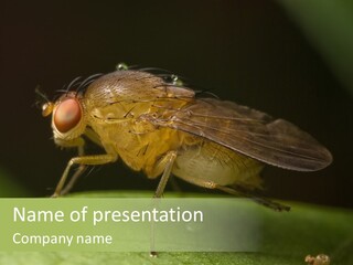 Fruit Fly Moving It Leg PowerPoint Template