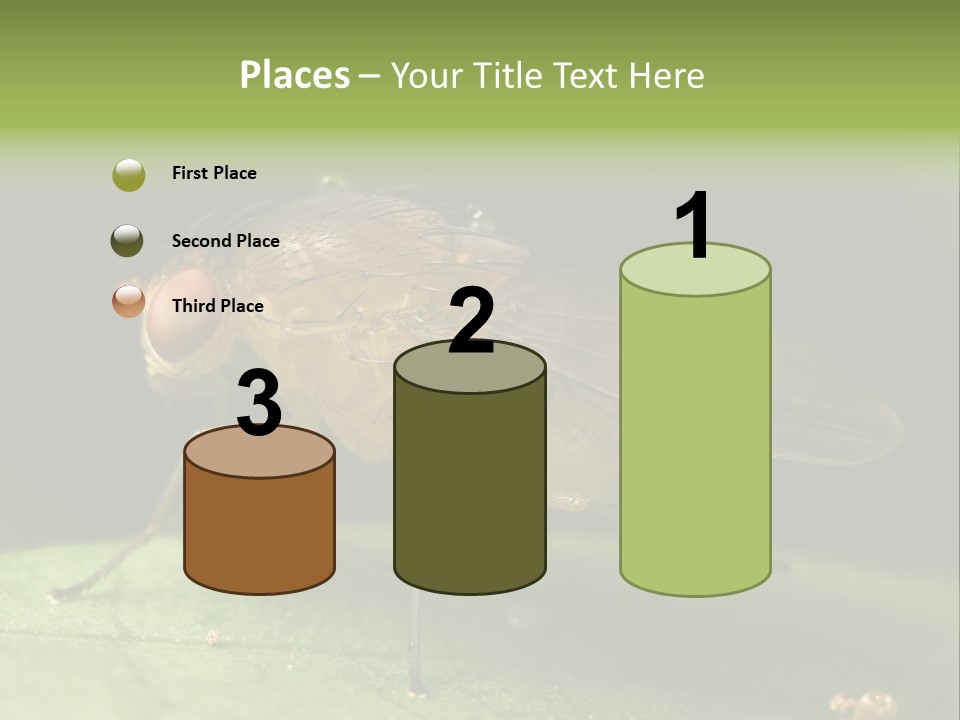 Fruit Fly Moving It Leg PowerPoint Template