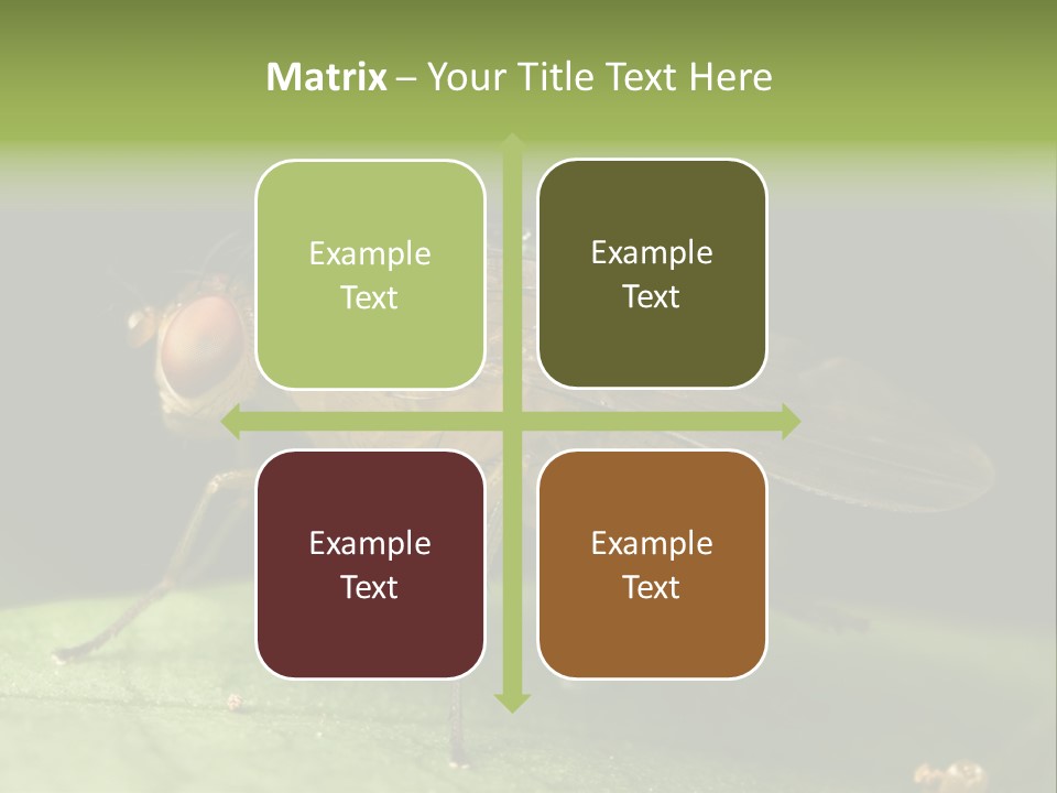 Fruit Fly Moving It Leg PowerPoint Template