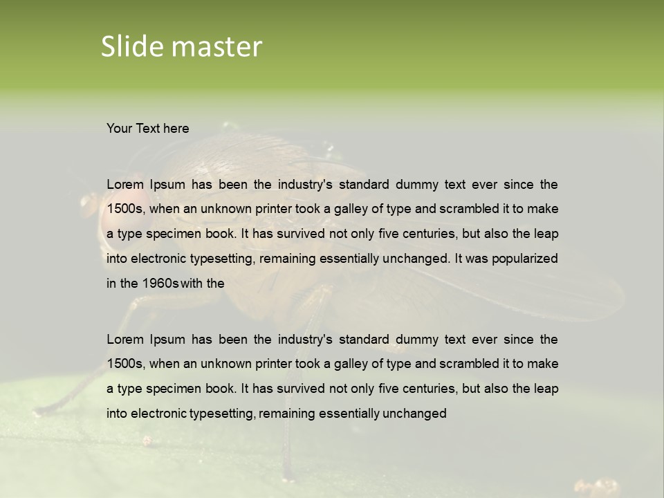 Fruit Fly Moving It Leg PowerPoint Template