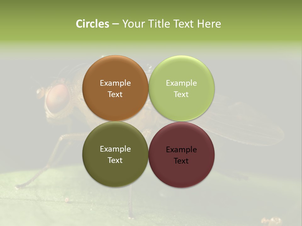 Fruit Fly Moving It Leg PowerPoint Template