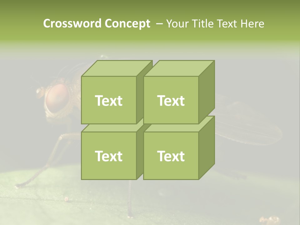 Fruit Fly Moving It Leg PowerPoint Template