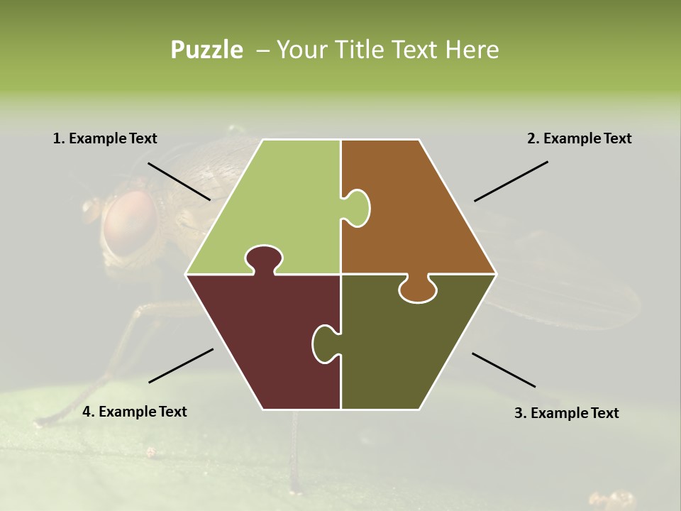 Fruit Fly Moving It Leg PowerPoint Template