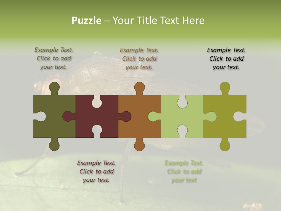 Fruit Fly Moving It Leg PowerPoint Template