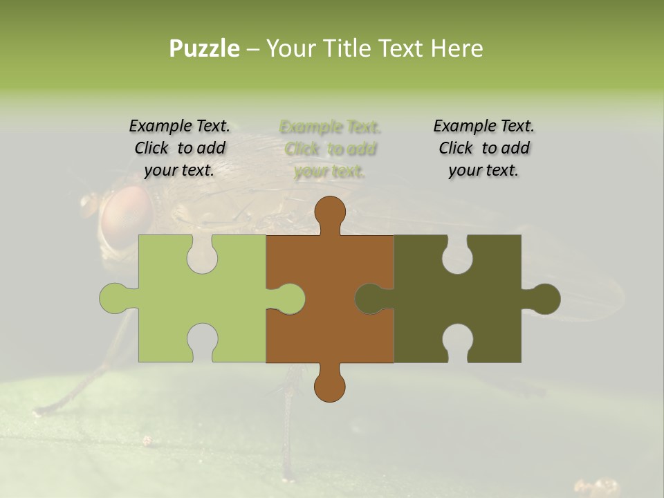 Fruit Fly Moving It Leg PowerPoint Template