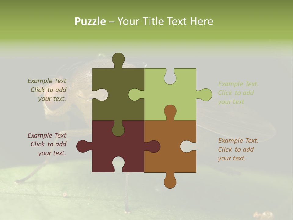 Fruit Fly Moving It Leg PowerPoint Template