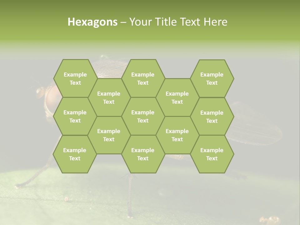 Fruit Fly Moving It Leg PowerPoint Template