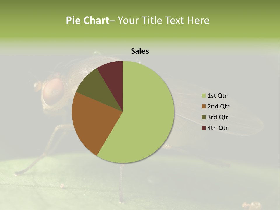 Fruit Fly Moving It Leg PowerPoint Template