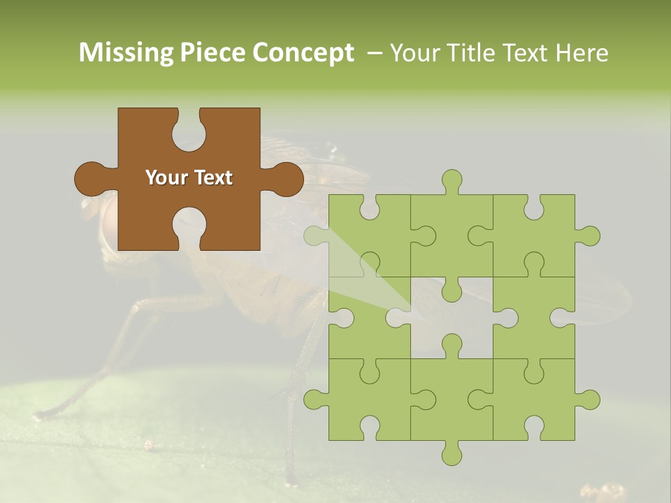 Fruit Fly Moving It Leg PowerPoint Template