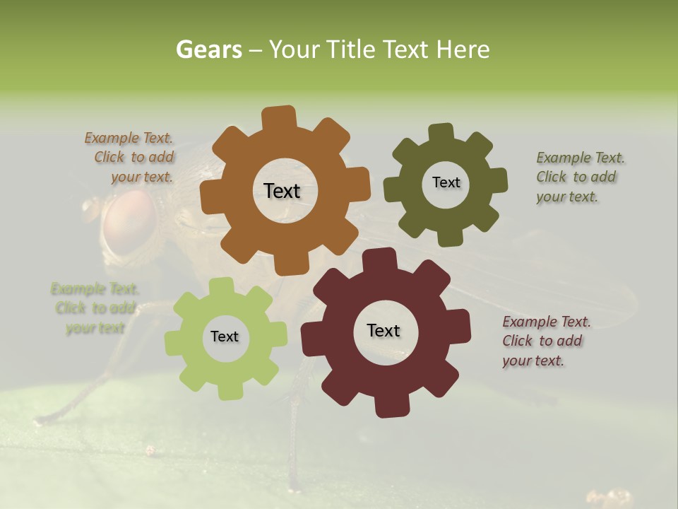 Fruit Fly Moving It Leg PowerPoint Template