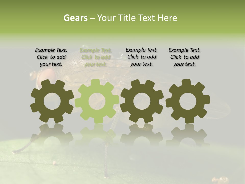 Fruit Fly Moving It Leg PowerPoint Template