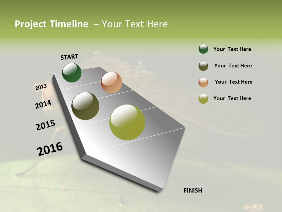 Fruit Fly Moving It Leg PowerPoint Template