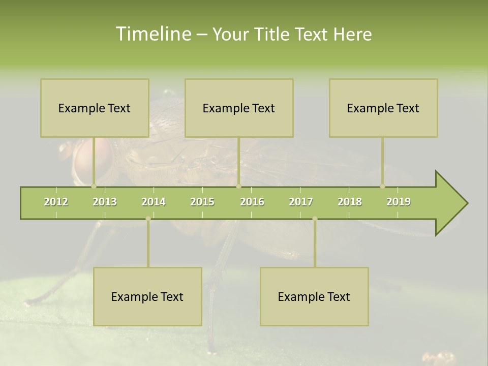 Fruit Fly Moving It Leg PowerPoint Template