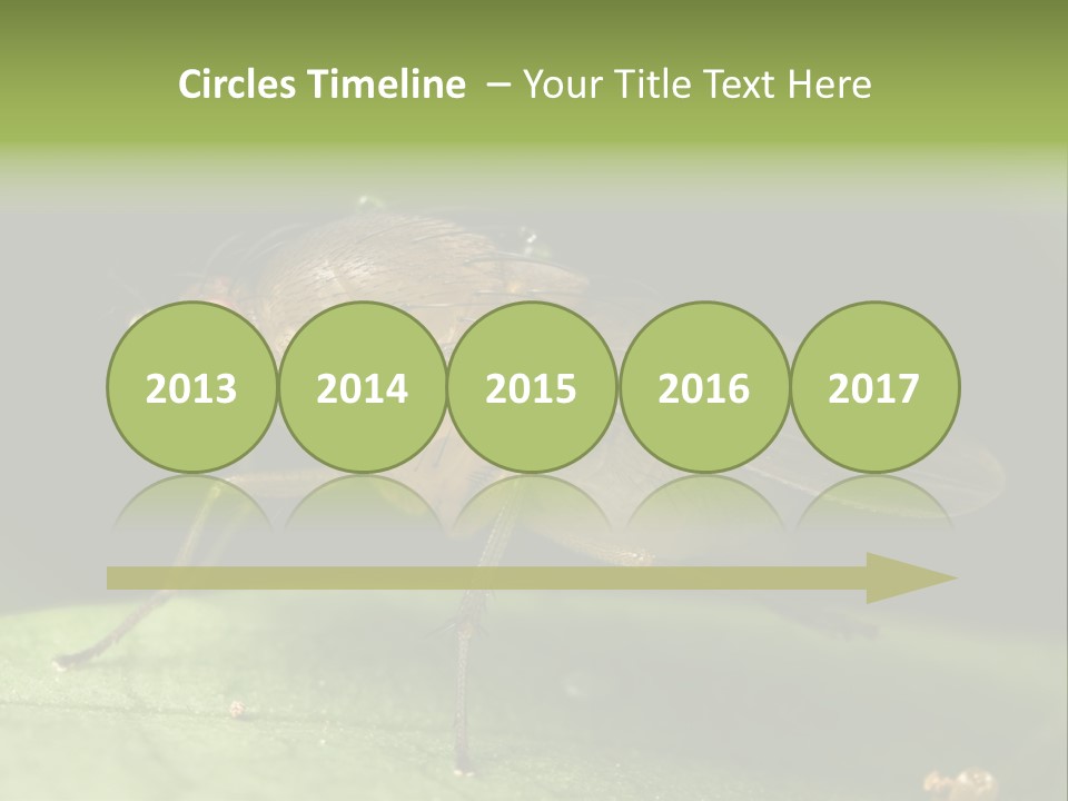 Fruit Fly Moving It Leg PowerPoint Template