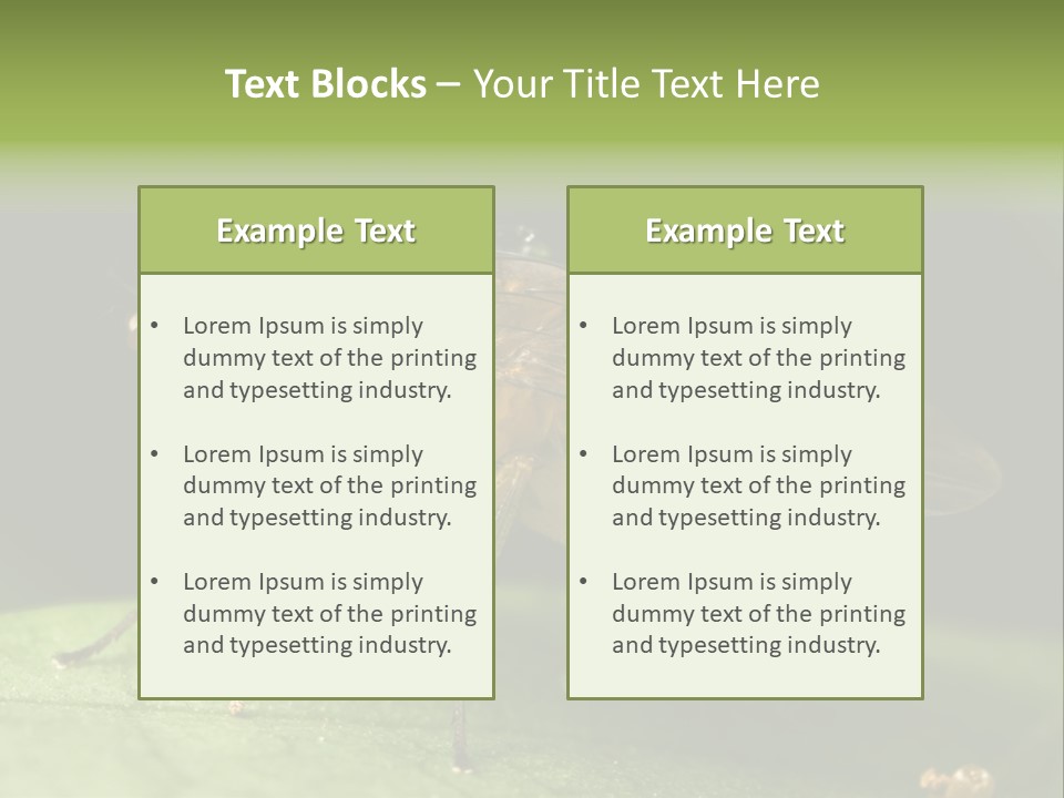 Fruit Fly Moving It Leg PowerPoint Template