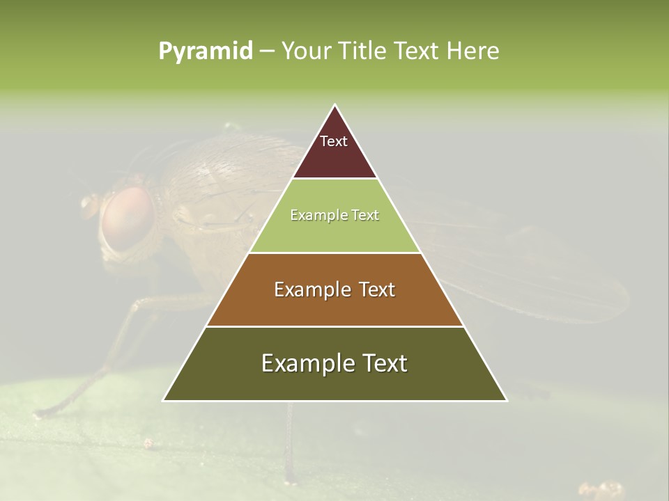 Fruit Fly Moving It Leg PowerPoint Template