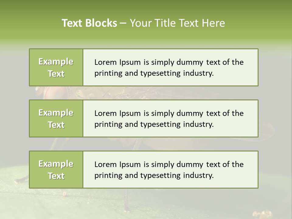 Fruit Fly Moving It Leg PowerPoint Template