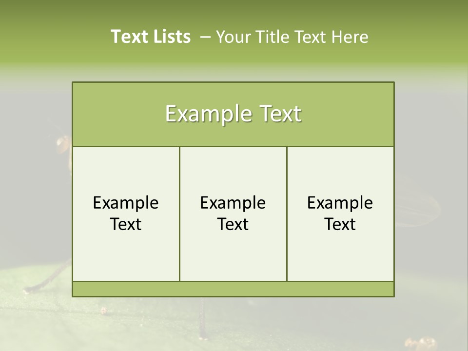 Fruit Fly Moving It Leg PowerPoint Template