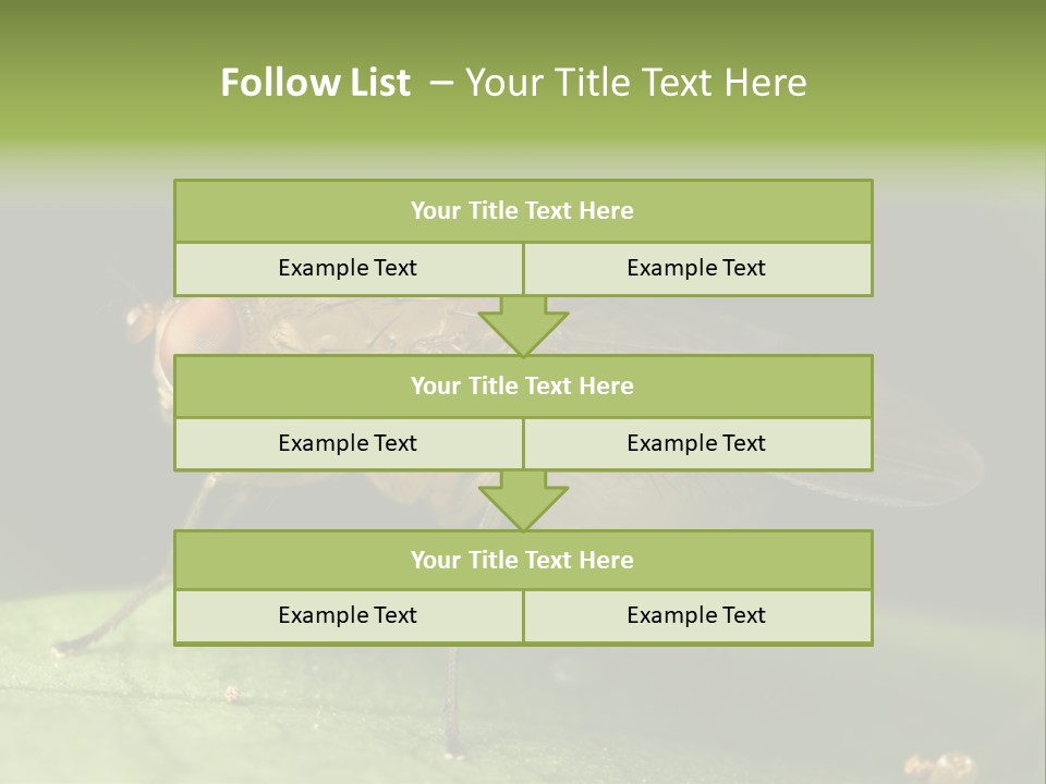 Fruit Fly Moving It Leg PowerPoint Template