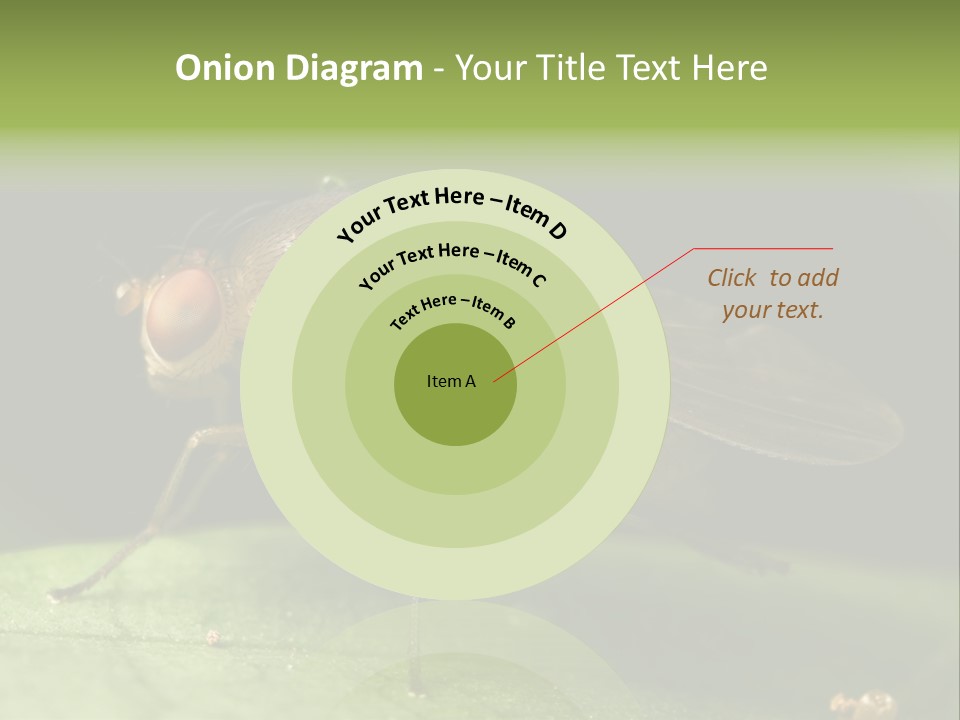 Fruit Fly Moving It Leg PowerPoint Template