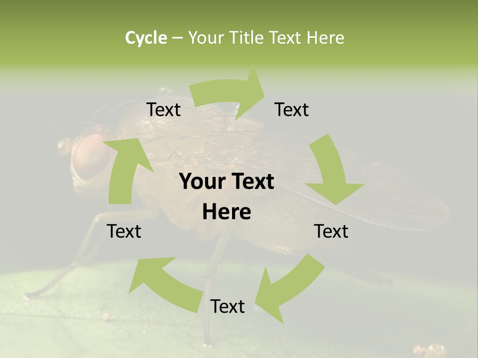 Fruit Fly Moving It Leg PowerPoint Template